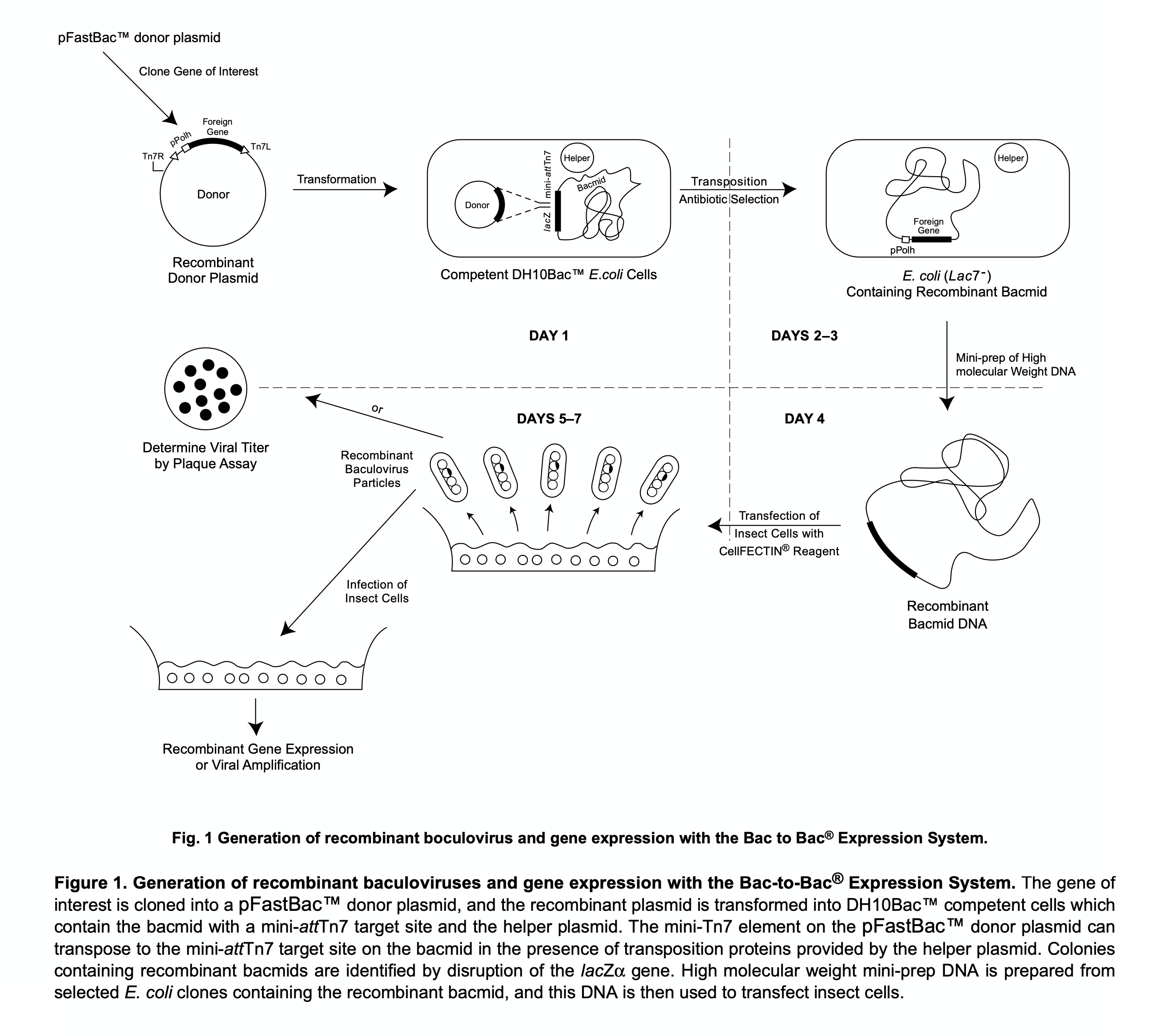 Protein Expression