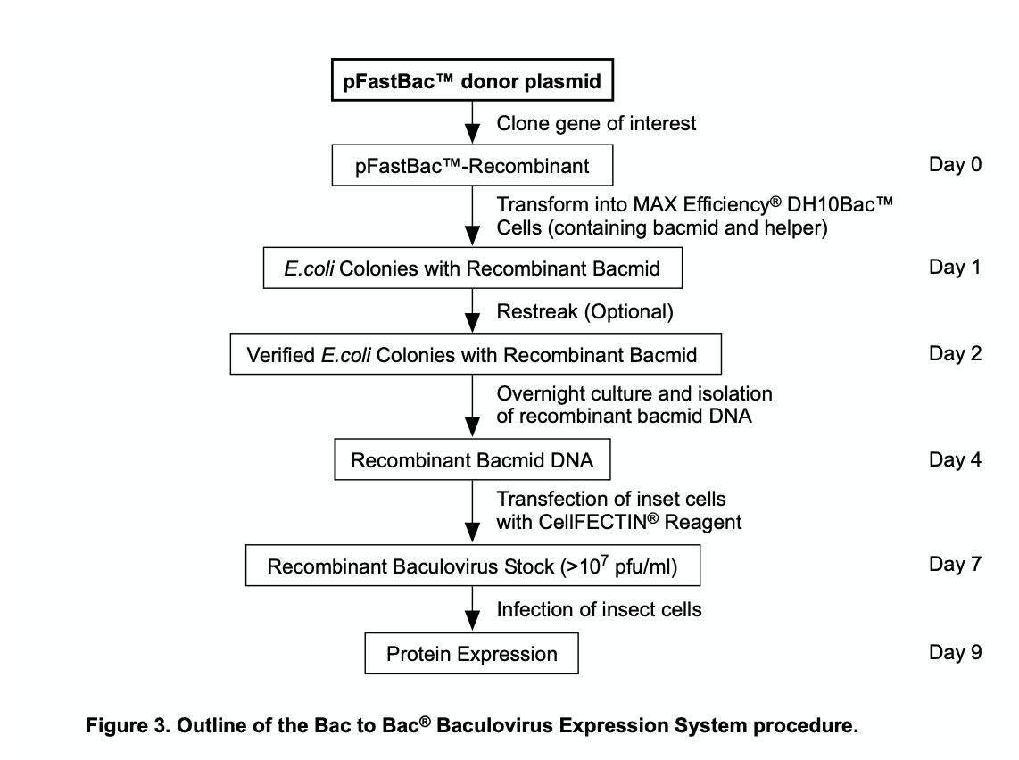 Workflow of Bac-to-Bac